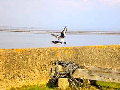 Birds north sea nordfriesland