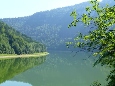 Forest landscape jura