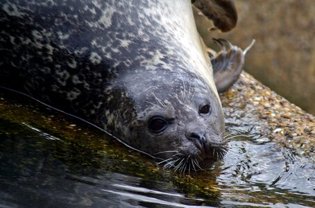 North sea robbe water creature photo