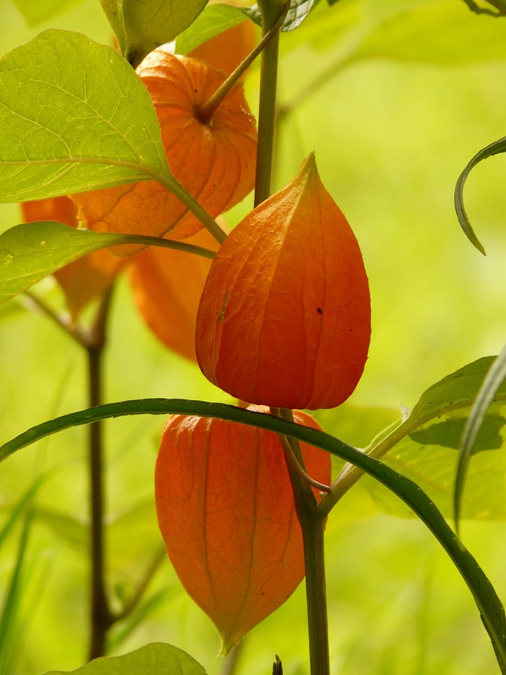 Bladder cherry physalis nachtschattengewächs