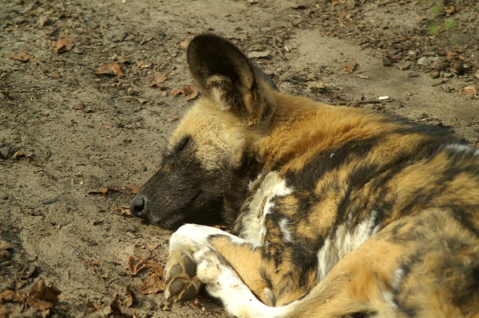 Sleeping predator close up