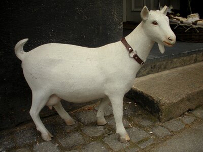 Goat white goods