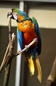 Parrots birds tropical