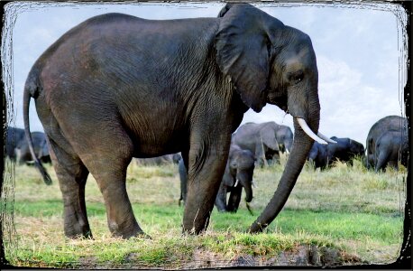 Safari africa wild life photo