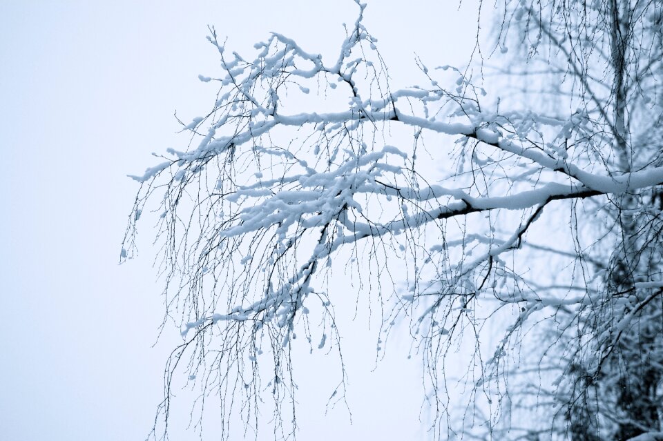 Snow branches bent
