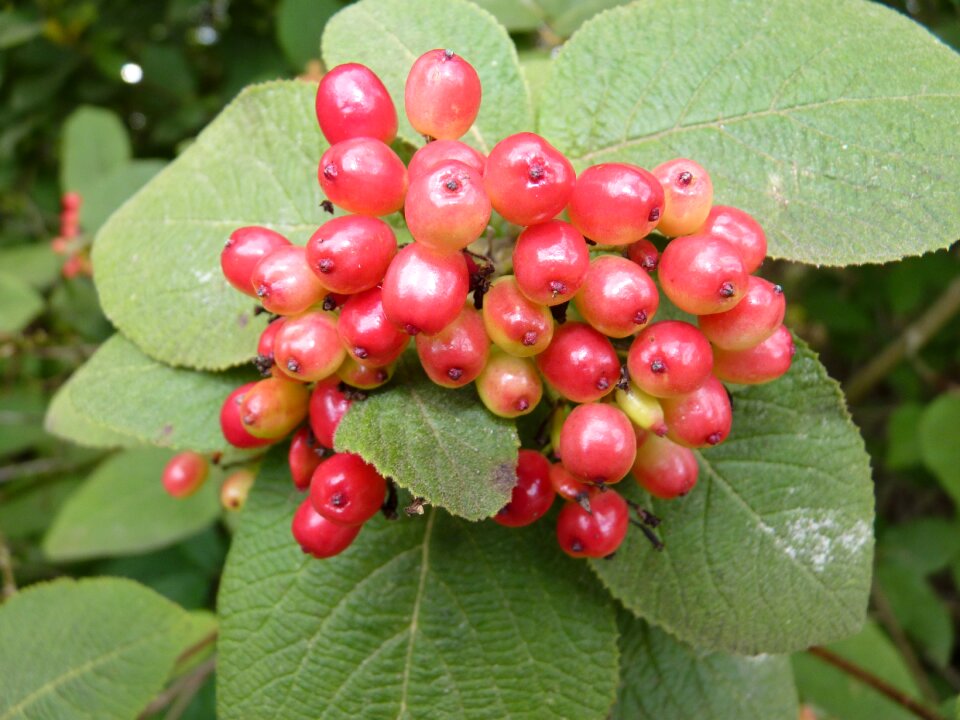 Red wild berries nature