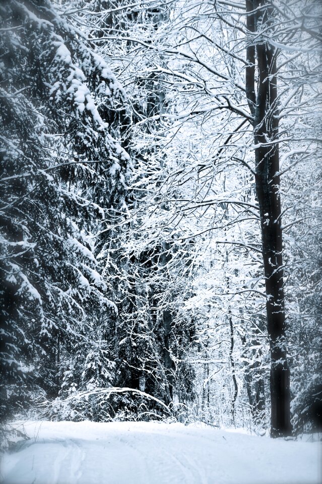 Winter trees tree