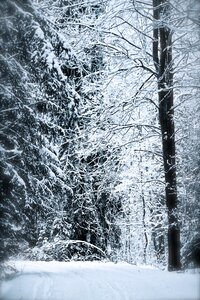 Winter trees tree photo