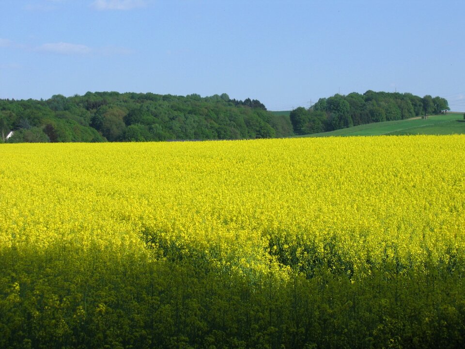 Field nature landscape