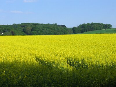 Field nature landscape