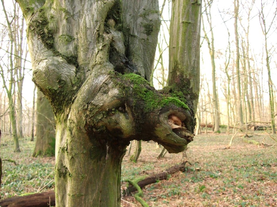 Nature spirit tree face horse head