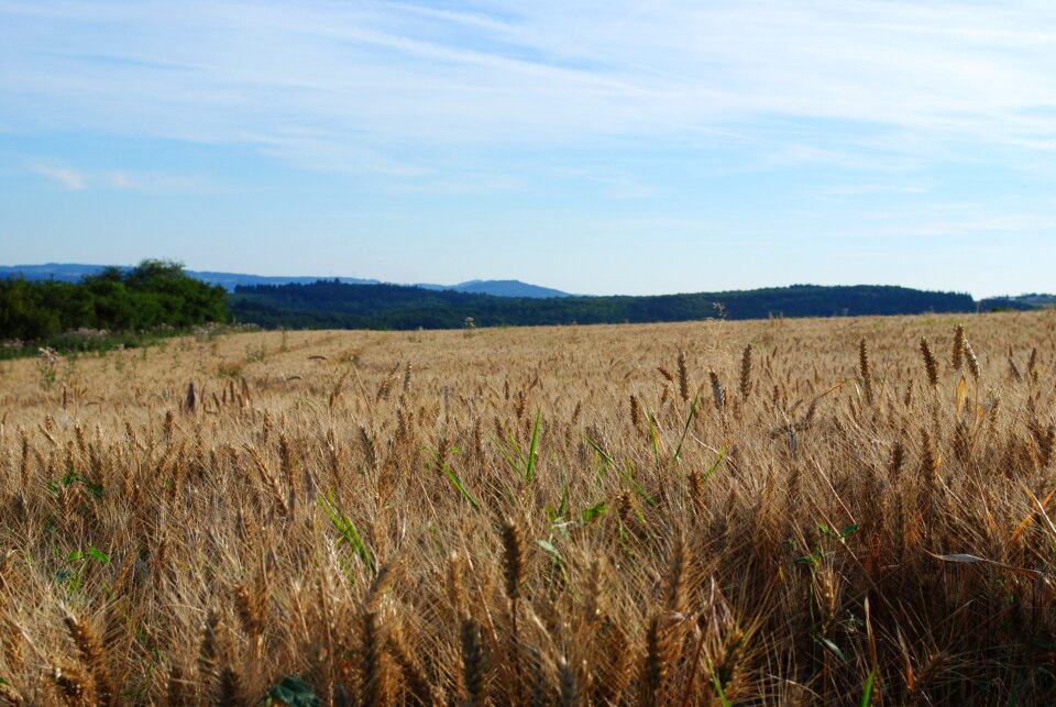 Blue grain bloom