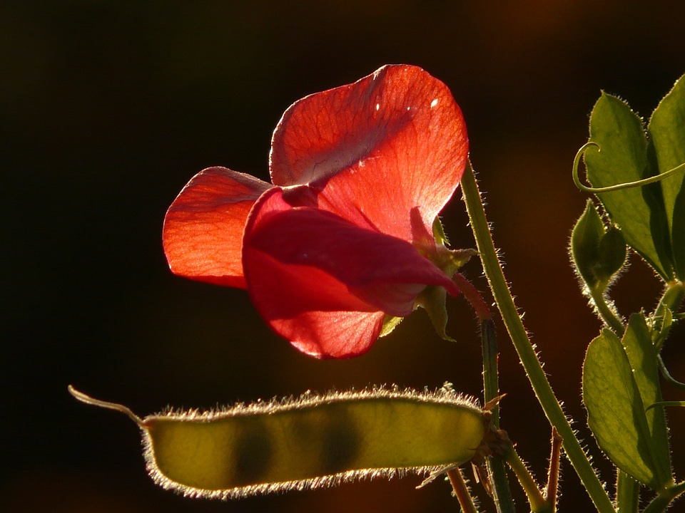 Faboideae legume red
