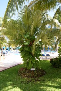 Growth ecology environment