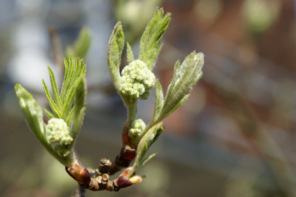Growth mountain ash hope