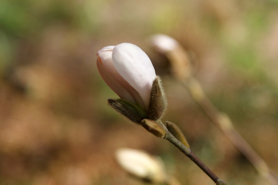 Spring magnolia garden