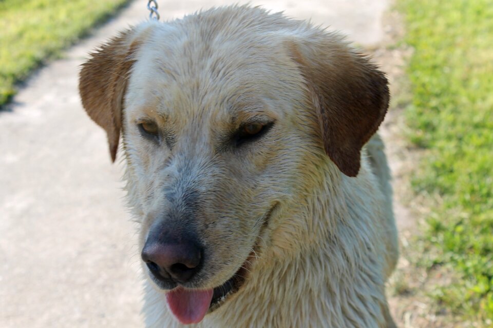 Dog animal cute