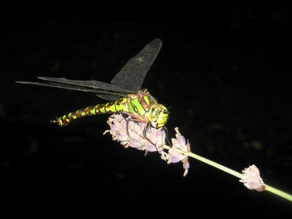 Insect wing animal