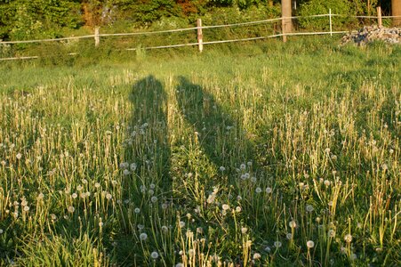 Pair shadow play meadow