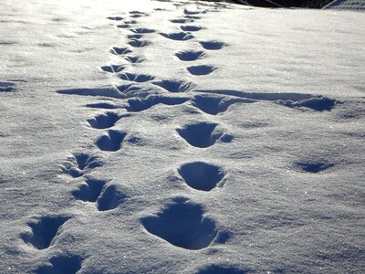 Winter footprints trudge