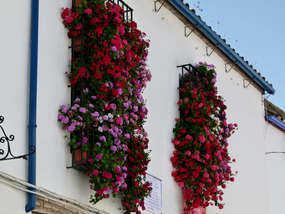 Building flowers windows