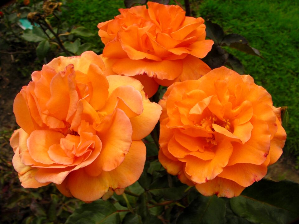Flowers orange westerland
