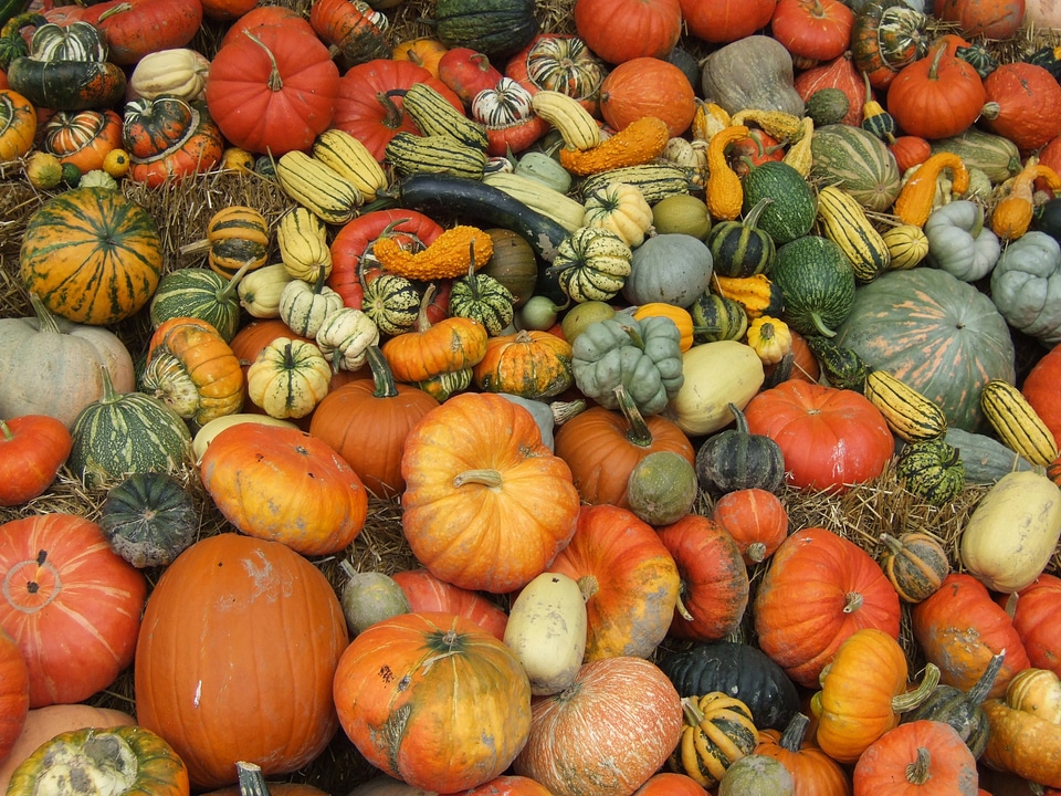 Autumn harvest festival orange