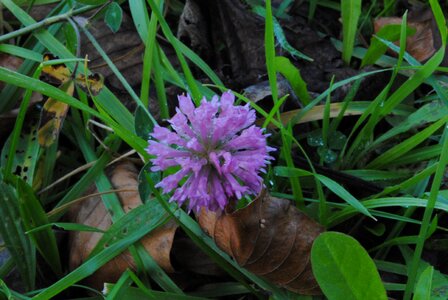 Flower lorea spring photo