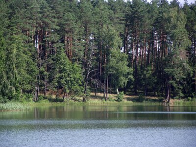 Ducks water pond