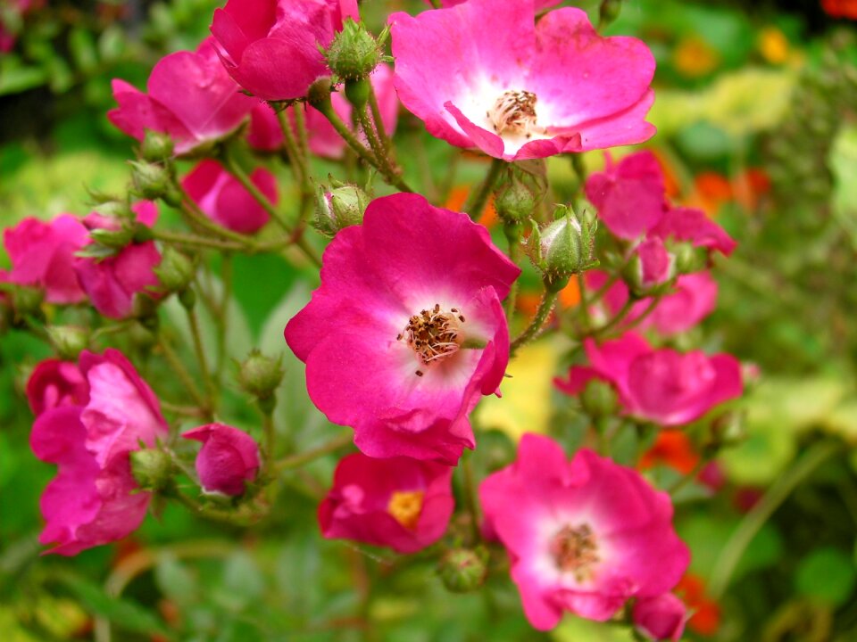 Pink red roses flowers