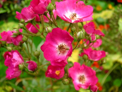 Pink red roses flowers