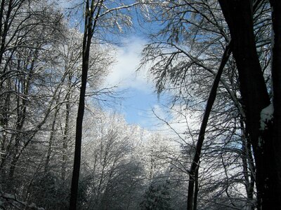 Winter sky forest trees photo