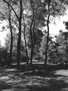 Nature new york central park