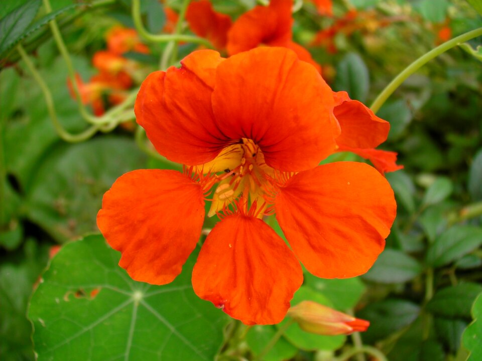 Nasturtium tropaeolum flora