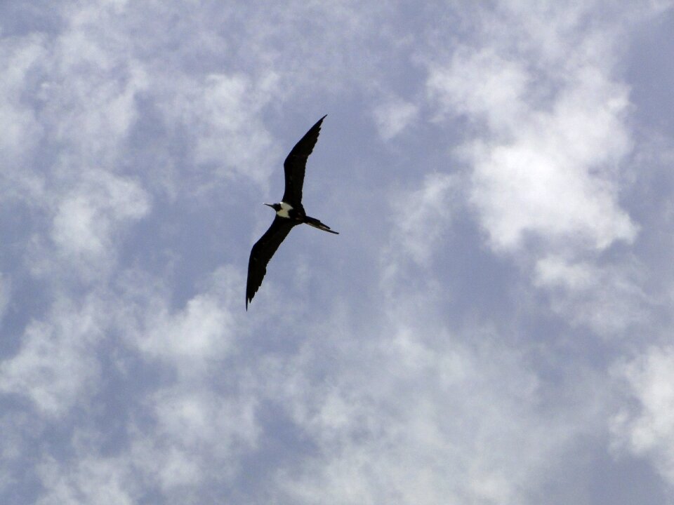 Frigate freedom frigate bird