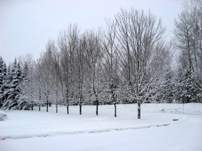 Winter tree snow