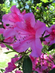 Bloom pink nature