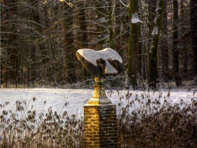 Winter garden bird