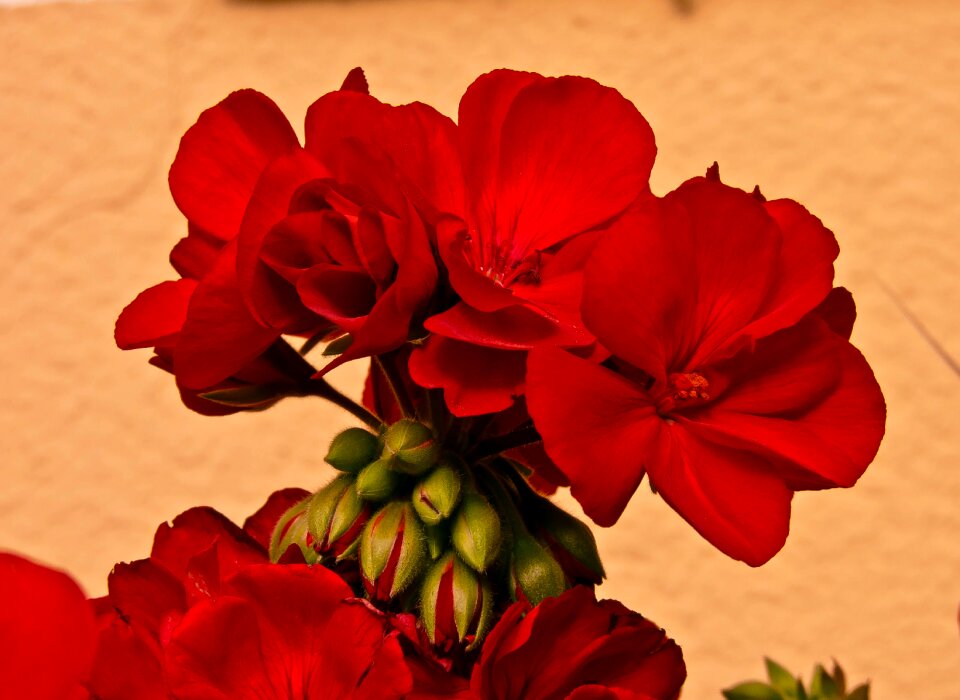 Flower flowers greenery