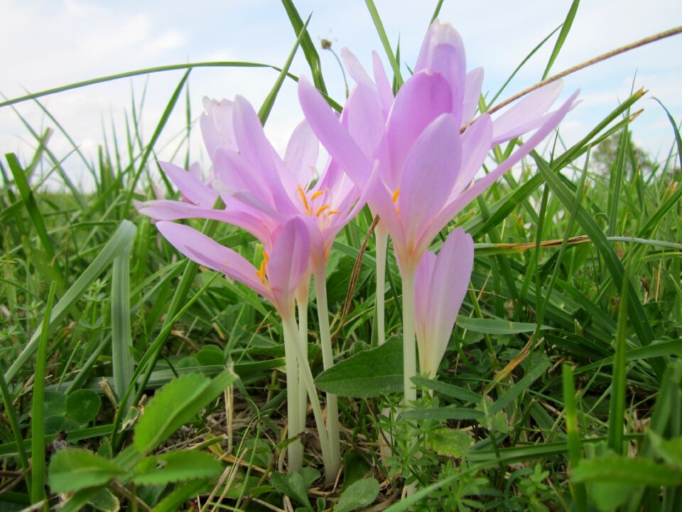 Flower flowers greenery