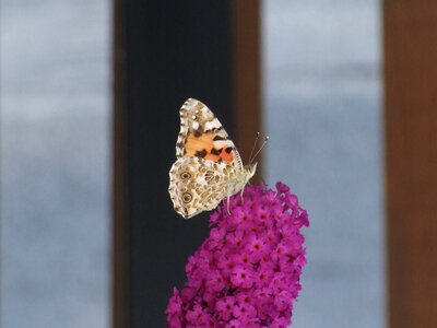 Pink turkish organ buddleja davidii