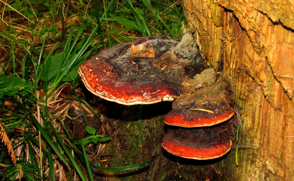 Black forest wood tree