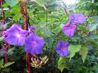 Flowers purple bright