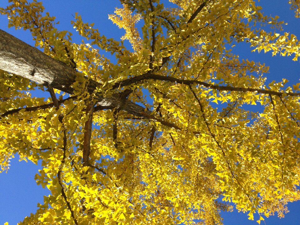 Leaves sky green