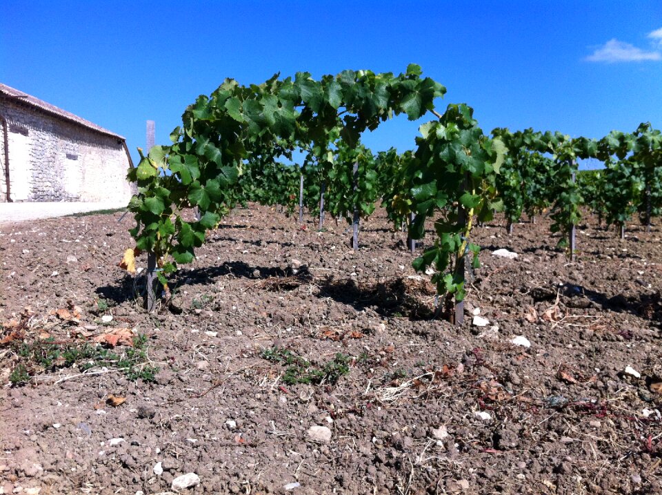 Wine vines viticulture