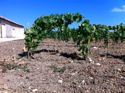 Wine vines viticulture