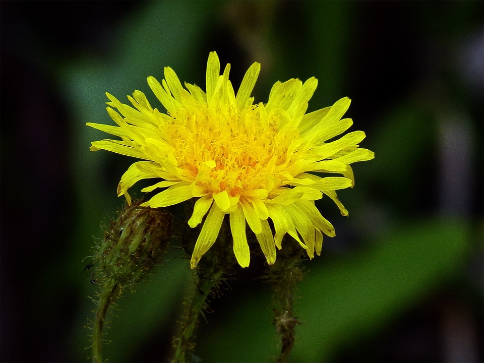 Summer flowers bloom annual hawksbeard