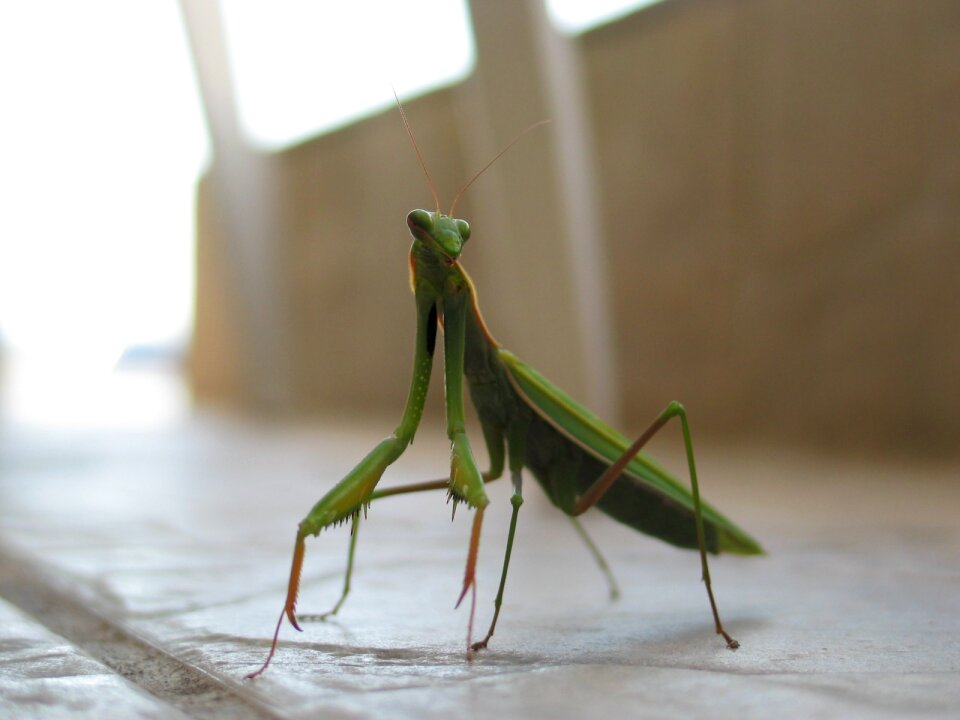 Macro closeup antennae