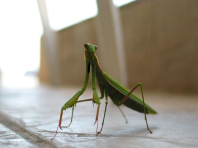 Macro closeup antennae
