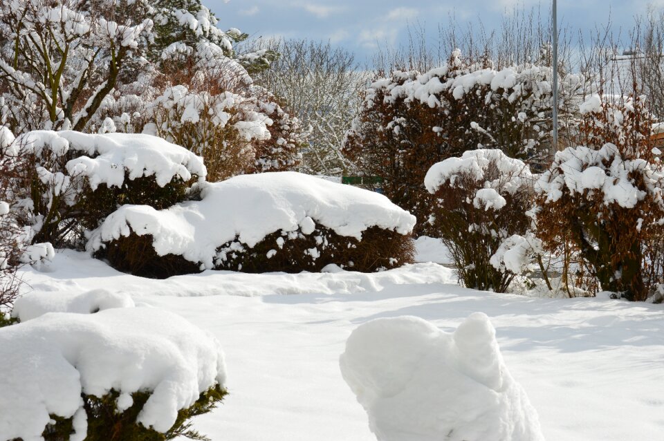 Winter bushes winter dream wintry photo